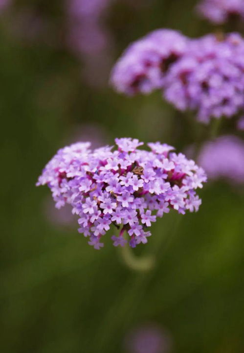 夏日絕絕紫 在柳葉馬鞭草的紫色海洋里，邂逅初夏浪漫
